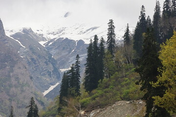panoramic view of wild coniferous forest and snowcapped himalaya mountains, scenic landscape of...