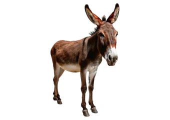 somali donkey isolated on a transparent or white background