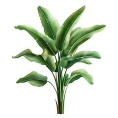 Decorative banana plants in lush green leaves isolated on a clean Transparent background for design and decor, decorative banana plants isolated on PNG background