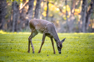 white-tailed deer in the grass
