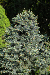 Picea pungens Hoopsii with new growth in ornamental garden. Silver-blue needles of Christmas tree as background. Blue spruce Nature concept for spring or Christmas design. Close-up. Selective focus