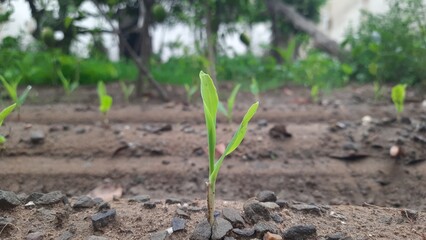 A Sprout's Emergence