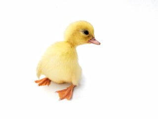 Cute baby duck isolated on white background 
