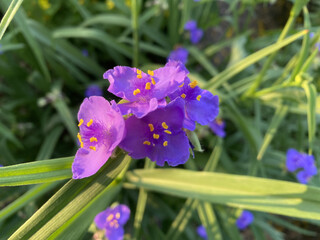 Tradescantia virginiana - wildflowers with fresh dew drops. The flowers are arranged on a blurred...