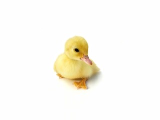 Cute baby duck isolated on white background 