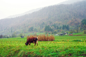 Young bull grazes on green autumn pasture in pouring rain in village, side view