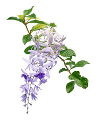 Violet Sandpaper Vine, Petrea Vine isolated on white background, with clipping path  