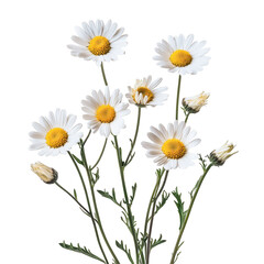 Daisies bloom in bright display on a crisp Transparent background showcasing natures beauty, Daisies isolated on PNG background