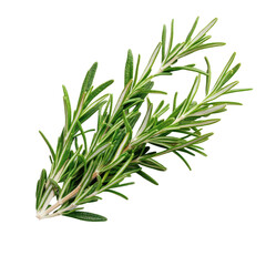 Obraz premium Fresh green rosemary leaves on a white background showcasing their aromatic qualities, Fresh green aroma rosemary leaves, white background