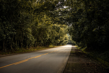 Scenic Forest Road with Tree Canopy in Brazil