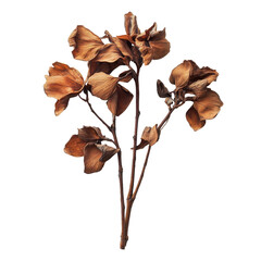 Dried coffee flowers on a neutral background highlighting their unique shapes and textures, dry coffee flower teaisolated on Transparent background