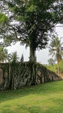 trees in the forest batu arang malaysia coal mining town Bodhi Tree
