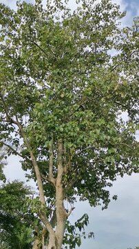 trees in the forest batu arang malaysia coal mining town Bodhi Tree