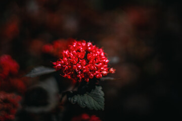 Lantana camara roślina z rodziny werbenowatych