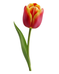 Tulip minimalist 3D rendering in a soft and smooth renderer