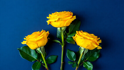 Three Yellow Roses on a Deep Blue Background