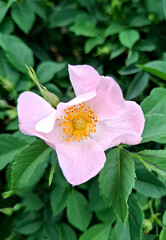 Close-up of a pink rosehip flower. A delicate rosehip flower against a backdrop of lush greenery. Rosehip, or Rose, is a genus of plants in the Rosaceae family.