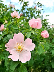 Pink rosehip flowers. Rosehip bush. Delicate rosehip flowers against a backdrop of lush greenery. Rosehip, or Rose, is a genus of plants in the Rosaceae family.