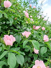 Pink rosehip flowers. Rosehip bush. Delicate rosehip flowers against a backdrop of lush greenery. Rosehip, or Rose, is a genus of plants in the Rosaceae family.