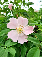 Close-up of a pink rosehip flower. A delicate rosehip flower against a backdrop of lush greenery. Rosehip, or Rose, is a genus of plants in the Rosaceae family.