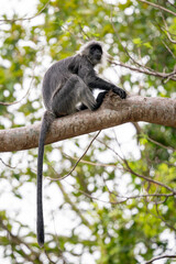 Germain's Langur - Trachypithecus germaini, rare endagered Old World monkey native to tropical forests of Indochina, Vietnam.