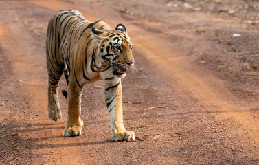 Tiger walking on the forest road. Close up, head on shot, selective focus.
