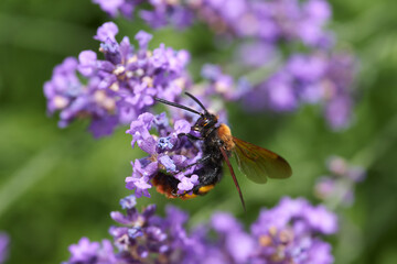Scolia maculata on flower