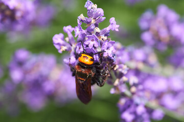 Scolia maculata on flower