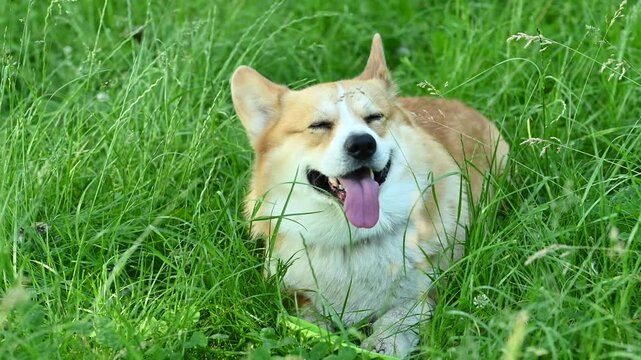 video of welsh corgi pembroke in green grass
