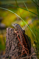 jaszczurka wygrzewająca się na pniu