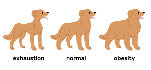 Stages of dog weight gain from emaciation. Normality to obesity process. Exhaustion and adiposity. Domestic animal care. Slim and fat labrador. Obese puppy. Slender mammal. Vector vet set