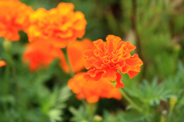 Single Marigold Flower in Focus. A striking marigold flower captured in sharp focus with a soft blurred background of more blooms, emphasizing depth and detail.