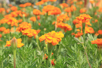 Fototapeta premium Field of Marigold Flowers in Full Bloom. A vibrant field filled with blooming marigold flowers under natural sunlight, showcasing their rich orange color and healthy green leaves.