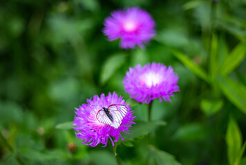 A white moth sits on a purple cornflower