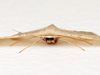 Phalène ondulée (Idaea aversata), géométridé nocturne, posée sur un mur intérieur blanc,...