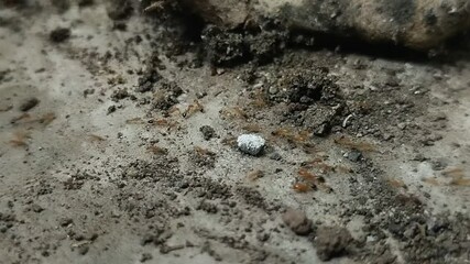 a group of ants that crawl between sand and rocks carrying food to their nest