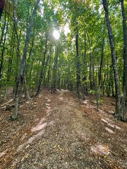 Road to the mountain in the forest