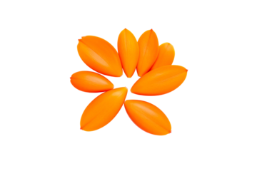 Bright orange flower petals isolated on art leaf life on transparent background
