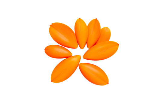 Bright orange flower petals isolated on art leaf life on transparent background