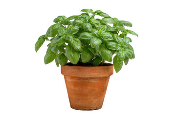 Basil plant in terracotta pot