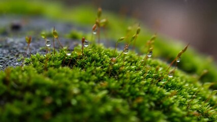Close-up of dew-covered moss on a rocky surface - Powered by Adobe