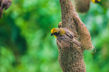 Group of baya weaver birds on th nest.	