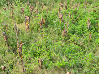 Dry corn stalks in the garden after harvest in summer 