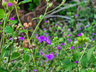 Purple flowers blooming in a vibrant garden meadow