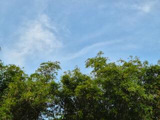 Obraz premium Scenery of Bamboo forest in summer in the blue sky background. Copy space