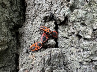 Orange bugs on tree bark