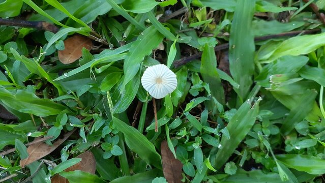 A small wild mushroom grows among the grass in the yard. Parasola plicatilis, commonly known as the pleated inkcap, is a small saprotrophic mushroom.