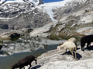 Wanderung Osttirol Schlatenkees 