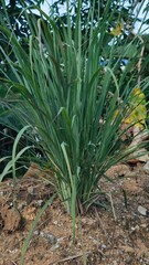 green lemongrass plant in the jungle