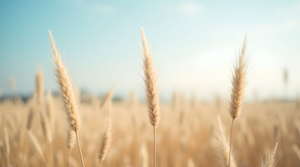 Fototapeta premium Golden Wheat Field at Sunset: Serene Landscape with Blue Sky, Calming Nature, Warm Light, Agriculture, Outdoors